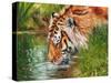 Tiger quenching thirst-David Stribbling-Stretched Canvas