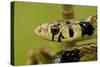 Tiger Rat Snake-null-Stretched Canvas