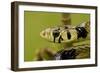 Tiger Rat Snake-null-Framed Photographic Print