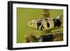 Tiger Rat Snake-null-Framed Photographic Print