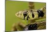 Tiger Rat Snake-null-Mounted Photographic Print