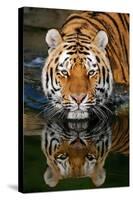 Tiger Reflection-Lantern Press-Stretched Canvas