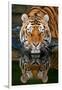 Tiger Reflection-Lantern Press-Framed Art Print