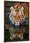 Tiger Reflection-Lantern Press-Framed Art Print