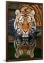 Tiger Reflection-Lantern Press-Framed Art Print