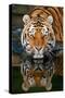 Tiger Reflection-Lantern Press-Stretched Canvas