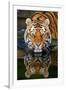 Tiger Reflection-Lantern Press-Framed Art Print