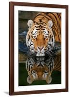 Tiger Reflection-Lantern Press-Framed Art Print