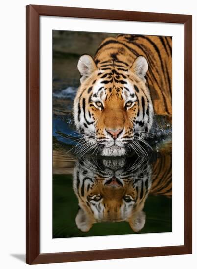 Tiger Reflection-Lantern Press-Framed Art Print