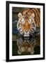 Tiger Reflection-Lantern Press-Framed Art Print