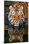 Tiger Reflection-Lantern Press-Mounted Art Print