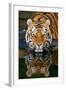 Tiger Reflection-Lantern Press-Framed Art Print