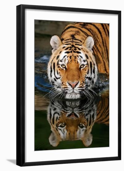 Tiger Reflection-Lantern Press-Framed Art Print