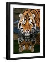 Tiger Reflection-Lantern Press-Framed Art Print