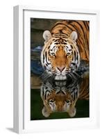 Tiger Reflection-Lantern Press-Framed Art Print