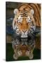 Tiger Reflection-Lantern Press-Stretched Canvas