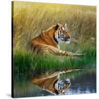 Tiger Relaxing on Grassy Bank with Reflection in Water-Svetlana Foote-Stretched Canvas