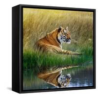 Tiger Relaxing on Grassy Bank with Reflection in Water-Svetlana Foote-Framed Stretched Canvas