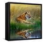 Tiger Relaxing on Grassy Bank with Reflection in Water-Svetlana Foote-Framed Stretched Canvas