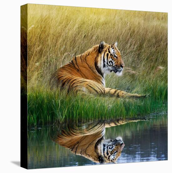 Tiger Relaxing on Grassy Bank with Reflection in Water-Svetlana Foote-Stretched Canvas