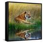 Tiger Relaxing on Grassy Bank with Reflection in Water-Svetlana Foote-Framed Stretched Canvas