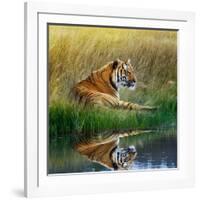 Tiger Relaxing on Grassy Bank with Reflection in Water-Svetlana Foote-Framed Premium Photographic Print