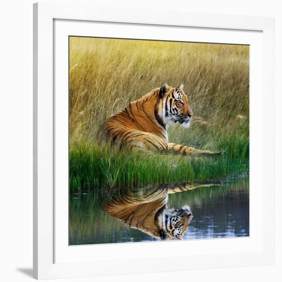 Tiger Relaxing on Grassy Bank with Reflection in Water-Svetlana Foote-Framed Premium Photographic Print