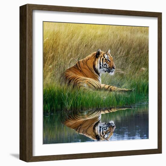 Tiger Relaxing on Grassy Bank with Reflection in Water-Svetlana Foote-Framed Photographic Print