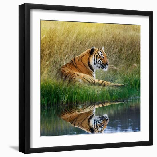 Tiger Relaxing on Grassy Bank with Reflection in Water-Svetlana Foote-Framed Photographic Print