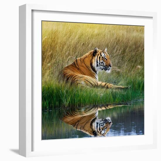 Tiger Relaxing on Grassy Bank with Reflection in Water-Svetlana Foote-Framed Photographic Print