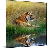 Tiger Relaxing on Grassy Bank with Reflection in Water-Svetlana Foote-Mounted Photographic Print