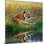 Tiger Relaxing on Grassy Bank with Reflection in Water-Svetlana Foote-Mounted Photographic Print