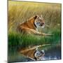 Tiger Relaxing on Grassy Bank with Reflection in Water-Svetlana Foote-Mounted Premium Photographic Print