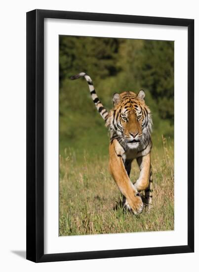 Tiger Run-Susann Parker-Framed Premium Photographic Print