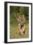 Tiger Run-Susann Parker-Framed Premium Photographic Print