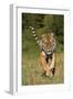 Tiger Run-Susann Parker-Framed Premium Photographic Print