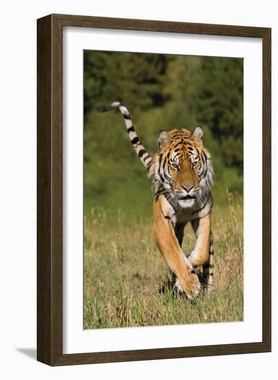 Tiger Run-Susann Parker-Framed Photographic Print