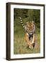 Tiger Run-Susann Parker-Framed Photographic Print