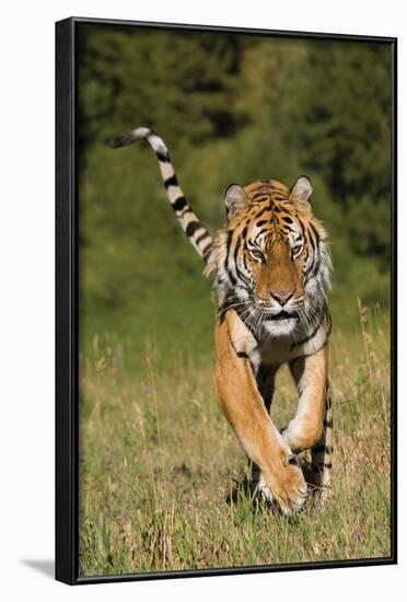 Tiger Run-Susann Parker-Framed Photographic Print