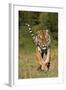 Tiger Run-Susann Parker-Framed Photographic Print