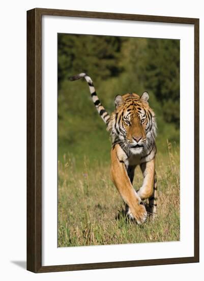 Tiger Run-Susann Parker-Framed Photographic Print