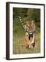 Tiger Run-Susann Parker-Framed Photographic Print