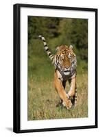 Tiger Run-Susann Parker-Framed Photographic Print