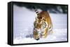 Tiger Running in Snow (Captive Animal)-Lynn M^ Stone-Framed Stretched Canvas