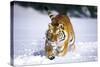 Tiger Running in Snow (Captive Animal)-Lynn M^ Stone-Stretched Canvas