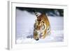 Tiger Running in Snow (Captive Animal)-Lynn M^ Stone-Framed Photographic Print