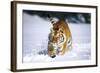 Tiger Running in Snow (Captive Animal)-Lynn M^ Stone-Framed Photographic Print