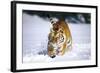 Tiger Running in Snow (Captive Animal)-Lynn M^ Stone-Framed Photographic Print