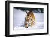 Tiger Running in Snow (Captive Animal)-Lynn M^ Stone-Framed Photographic Print