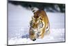 Tiger Running in Snow (Captive Animal)-Lynn M^ Stone-Mounted Photographic Print